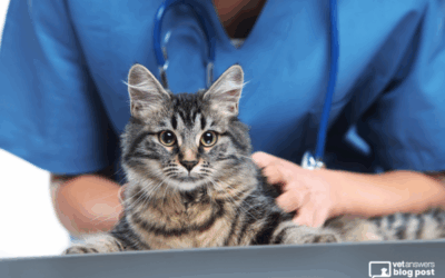 Mastering Small Animal Medicine: Your Path to Career Growth